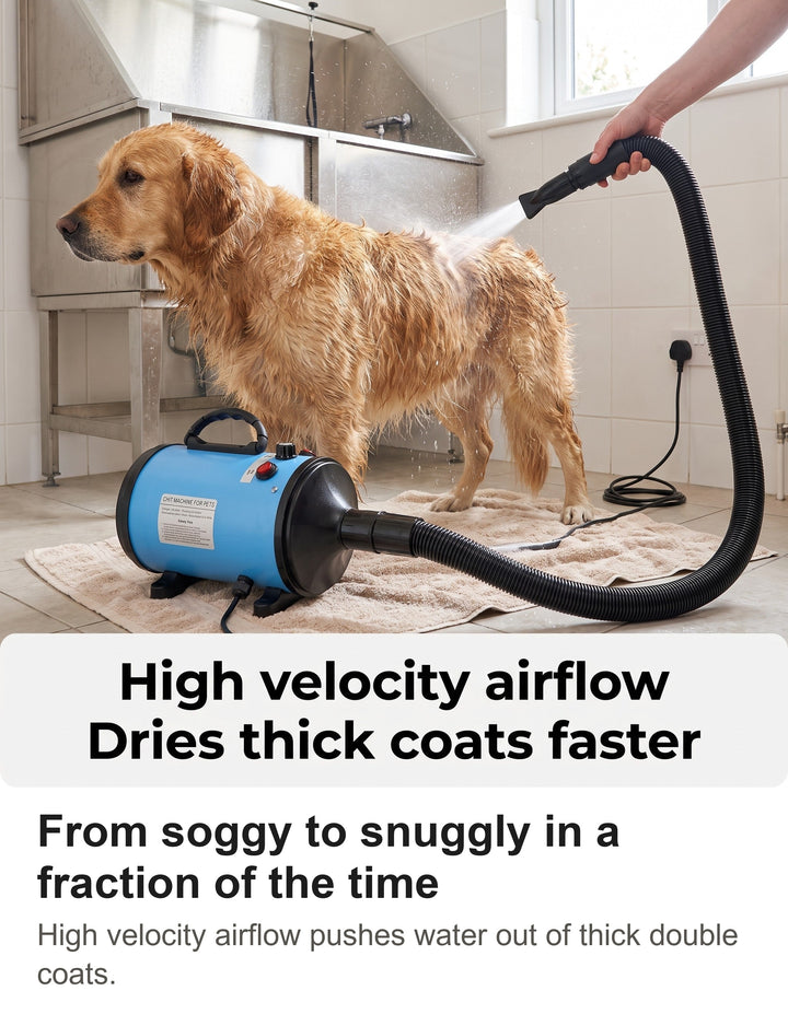 Golden Retriever being dried with the blue high velocity dog hair dryer in a utility room