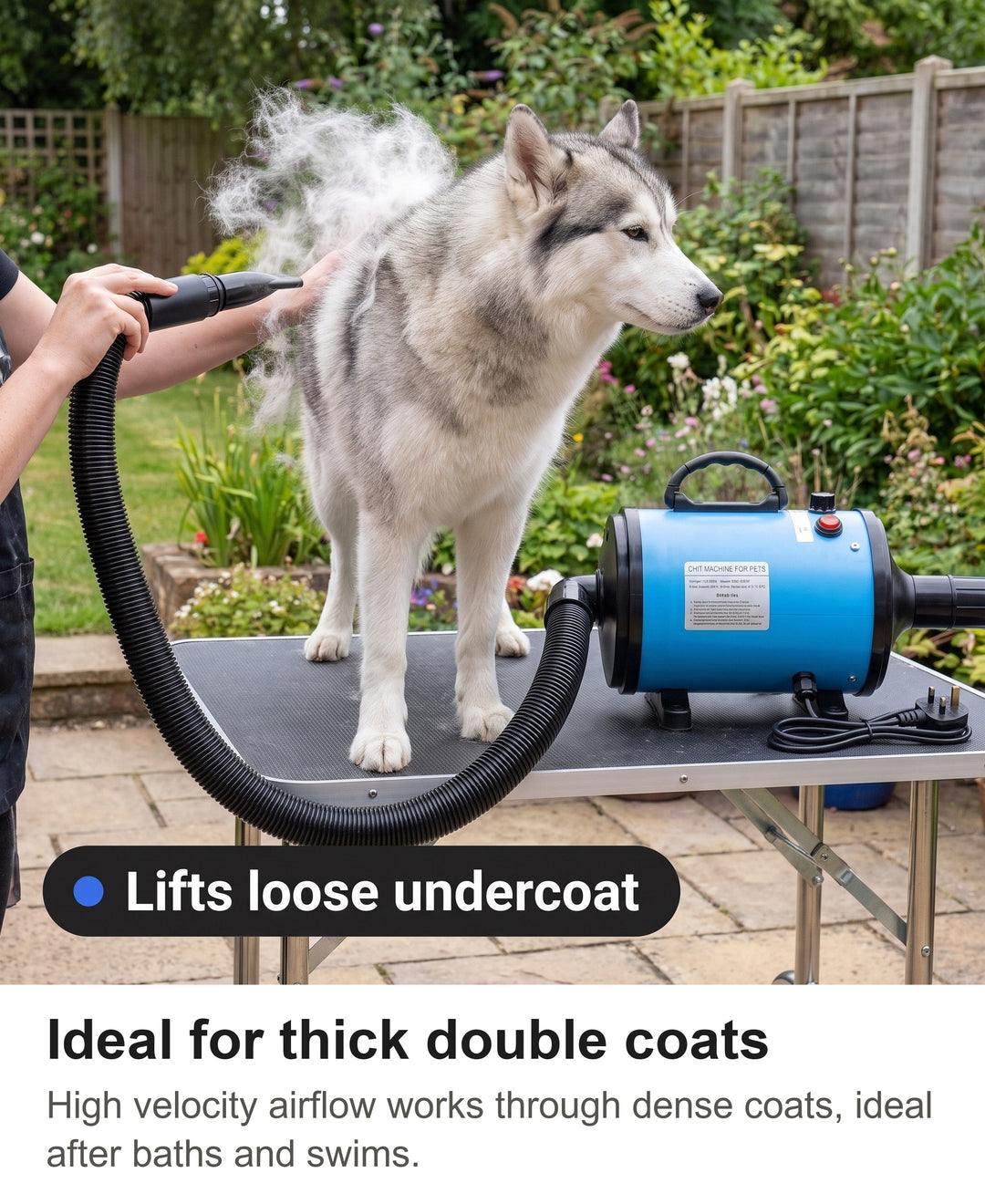 Husky being blow dried on a grooming table, loose undercoat lifting off