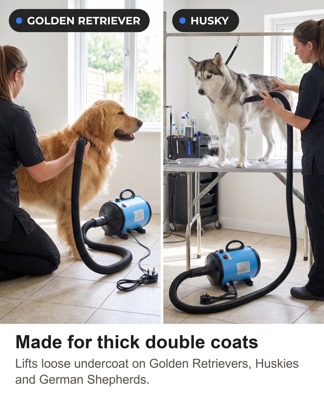 Golden Retriever and Husky being blow dried with the high velocity dog dryer