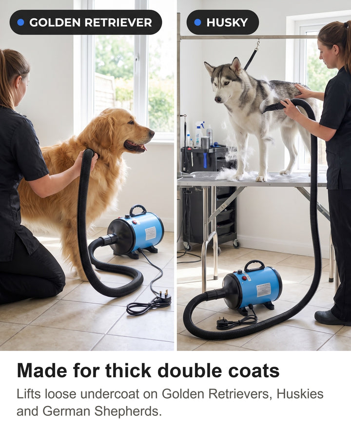 Golden Retriever and Husky being blow dried with the high velocity dog dryer