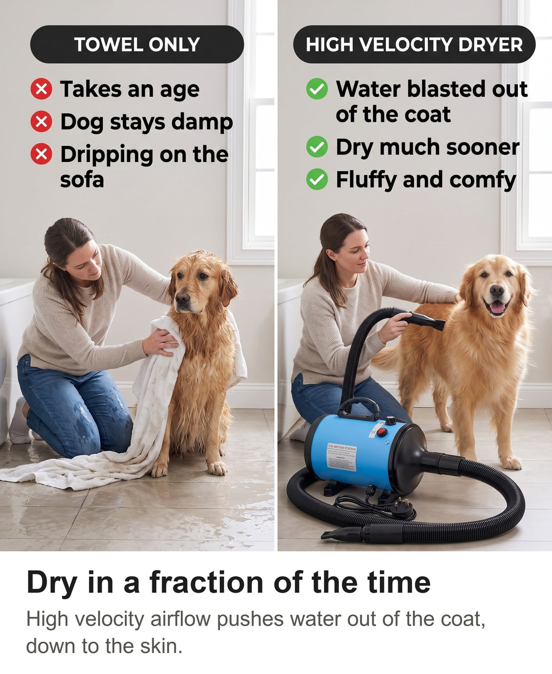 Comparison of towel drying a wet Golden Retriever with drying it with the high velocity dog dryer