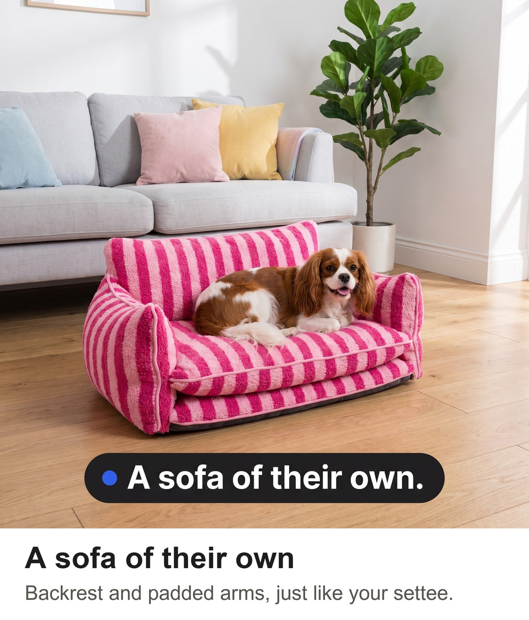 Cavalier King Charles spaniel curled up on the pink striped dog sofa in a bright living room