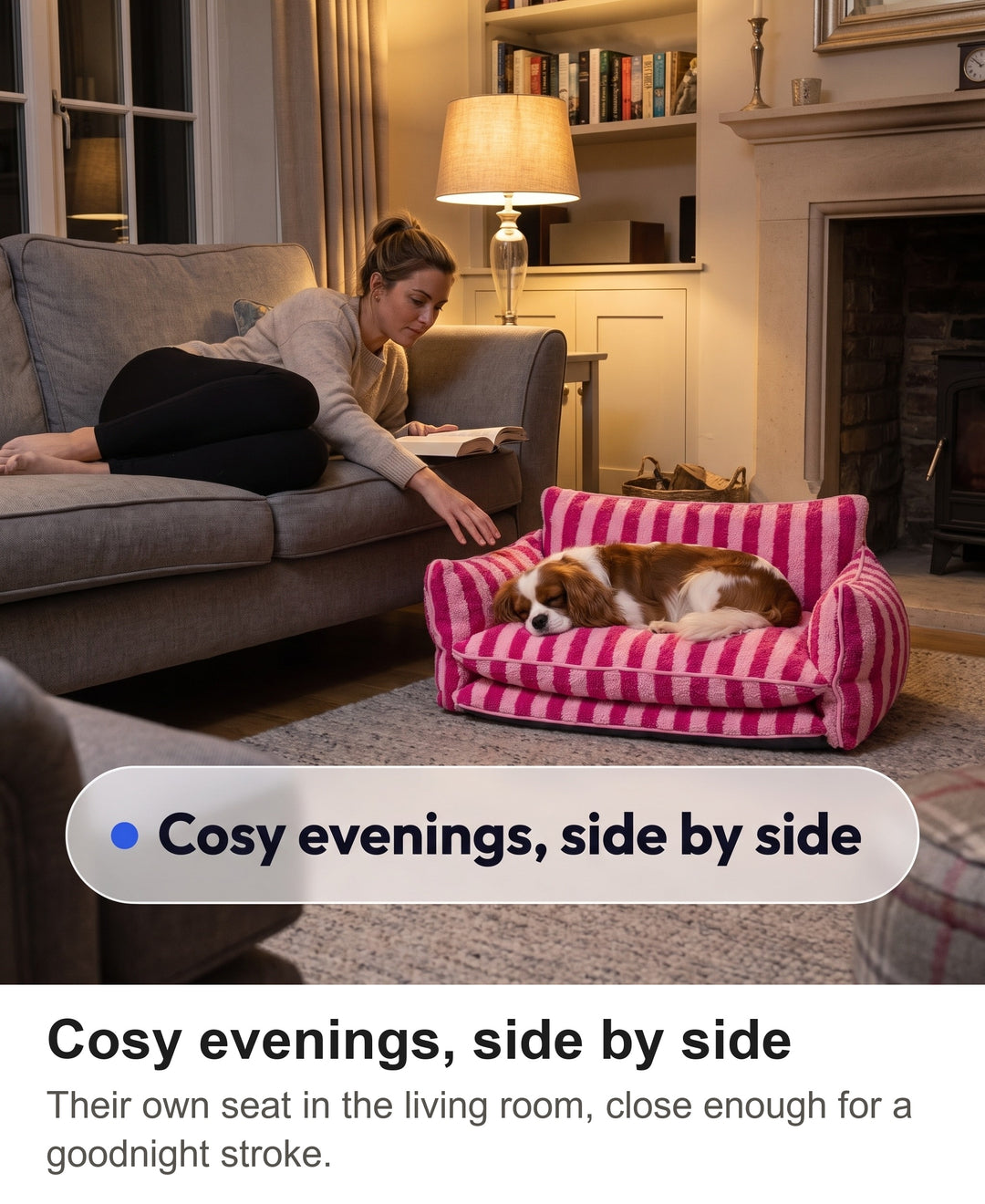 Cavalier King Charles spaniel asleep on the pink striped dog sofa in the evening beside a woman reading