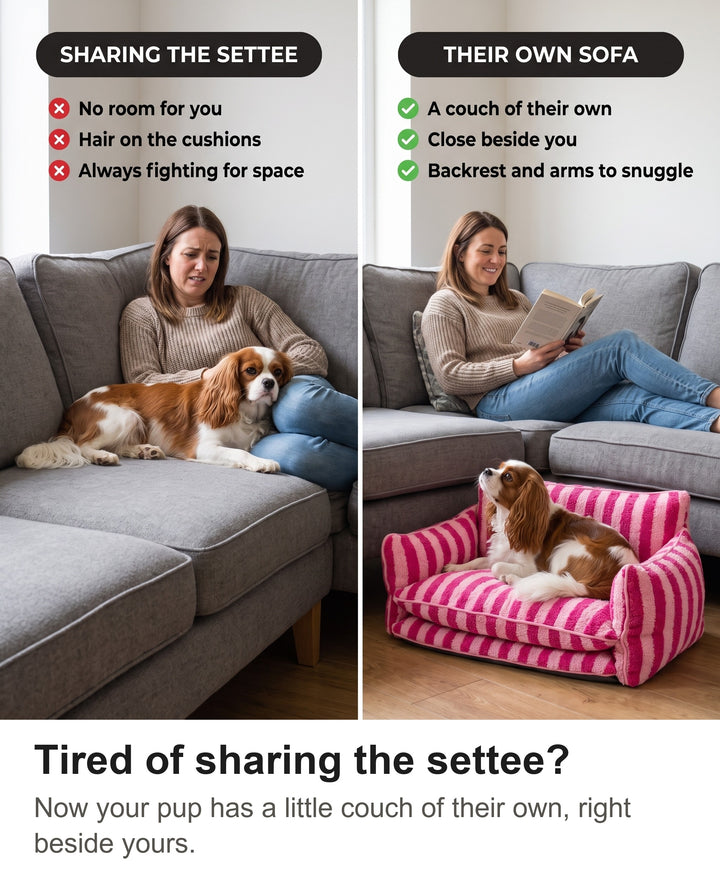 Comparison of a dog squeezed beside a woman on a sofa with the dog on its own striped dog sofa
