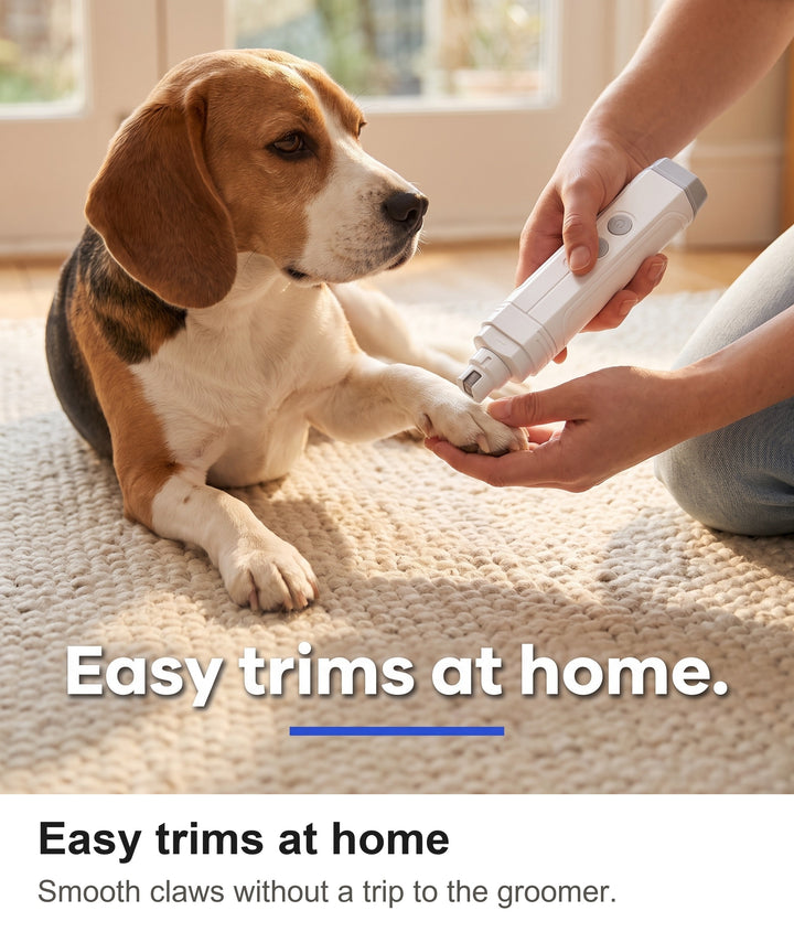 Owner trimming a beagle claw with the dog nail grinder at home