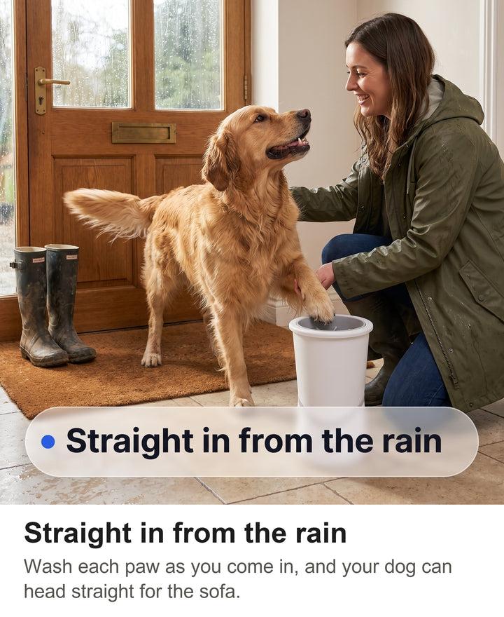 Golden Retriever with clean paws walking into a hallway from a rainy walk past the paw washer