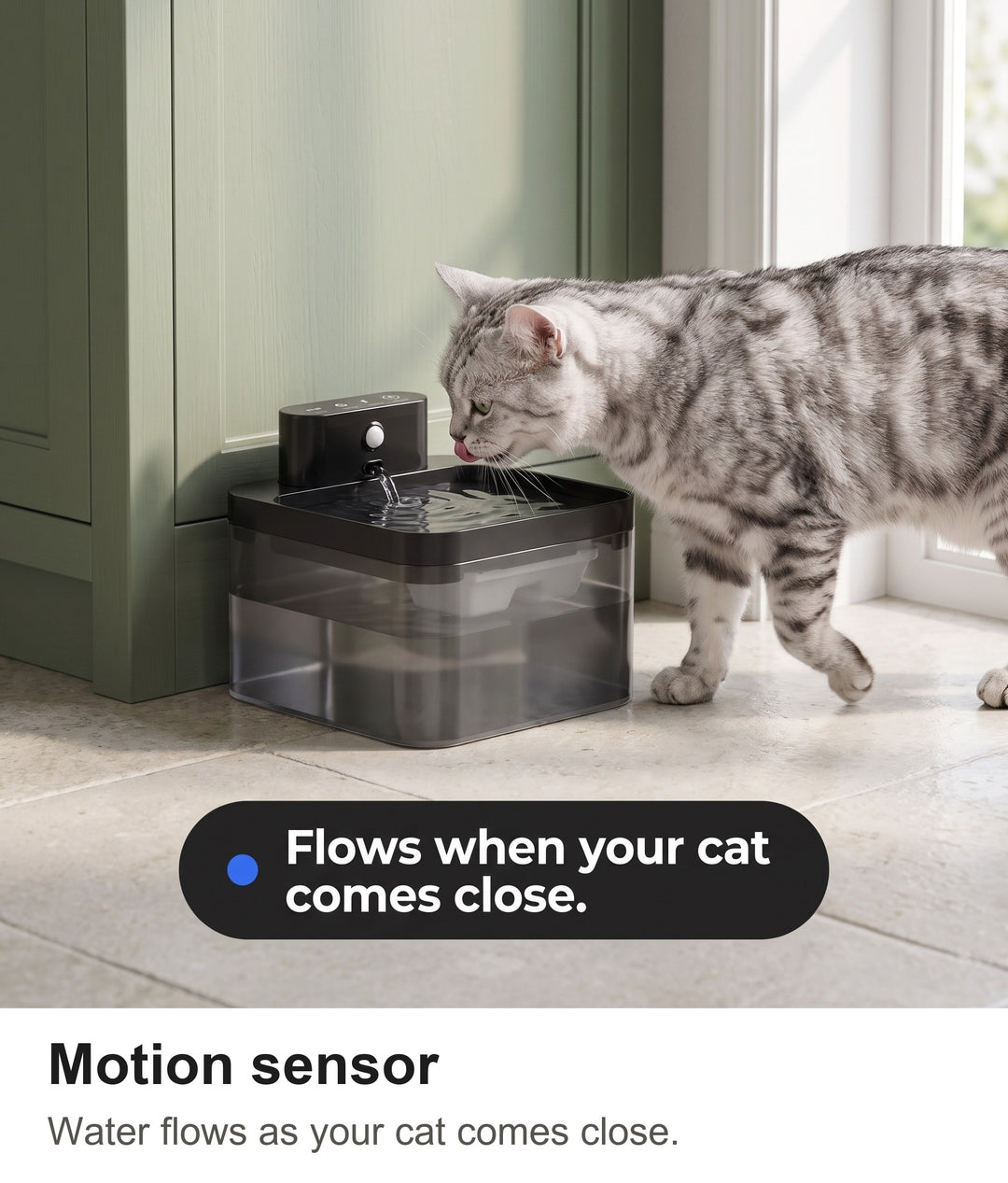 Silver tabby cat walking up to the battery cat water fountain as the sensor starts the water
