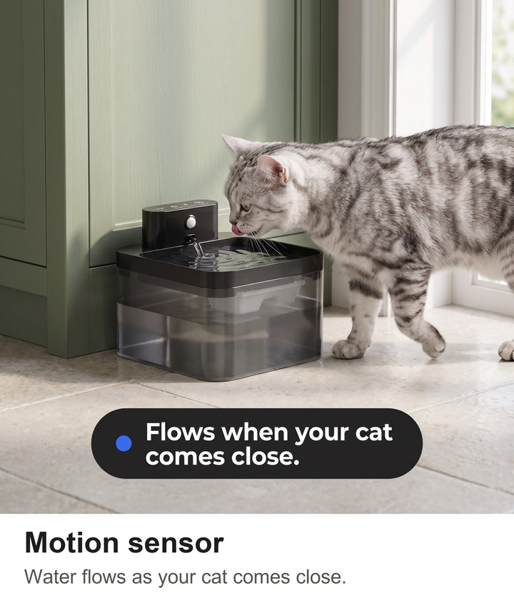 Silver tabby cat walking up to the battery cat water fountain as the sensor starts the water