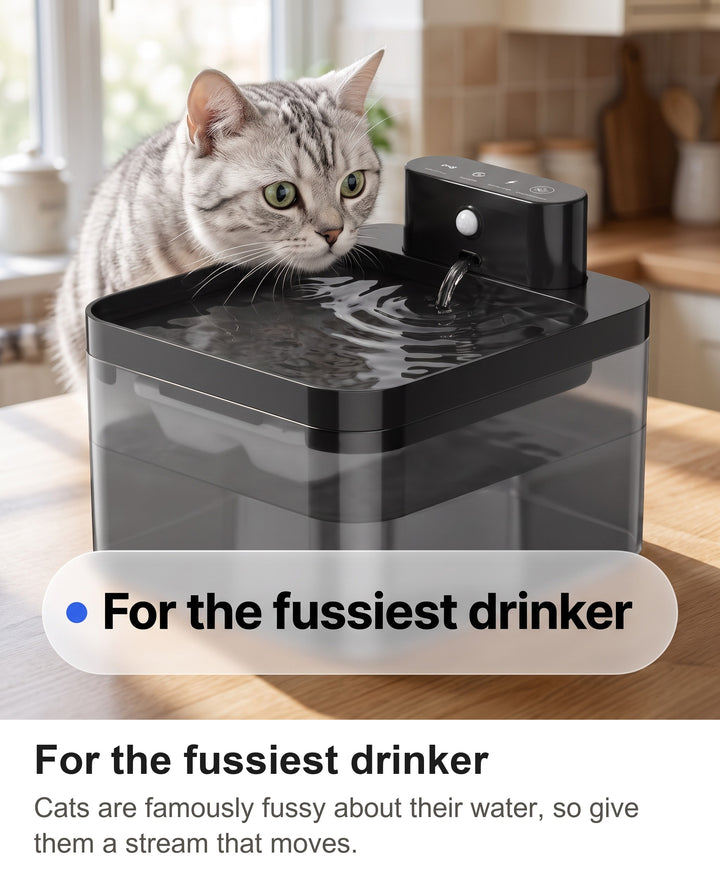 Close view of a cat watching the thin stream of water from the cat fountain