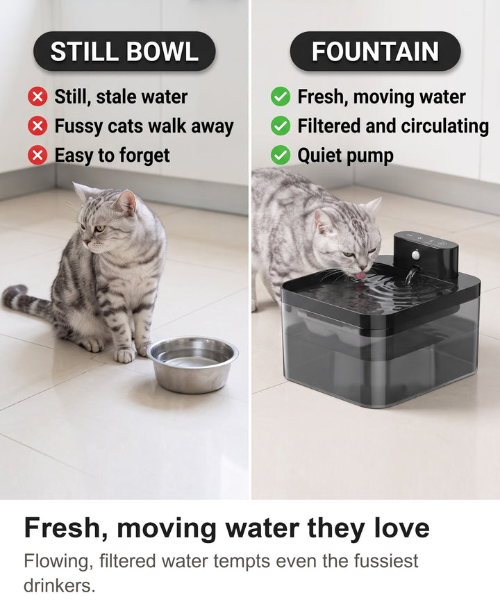 Comparison of a cat ignoring a still water bowl with a cat drinking at the cat water fountain