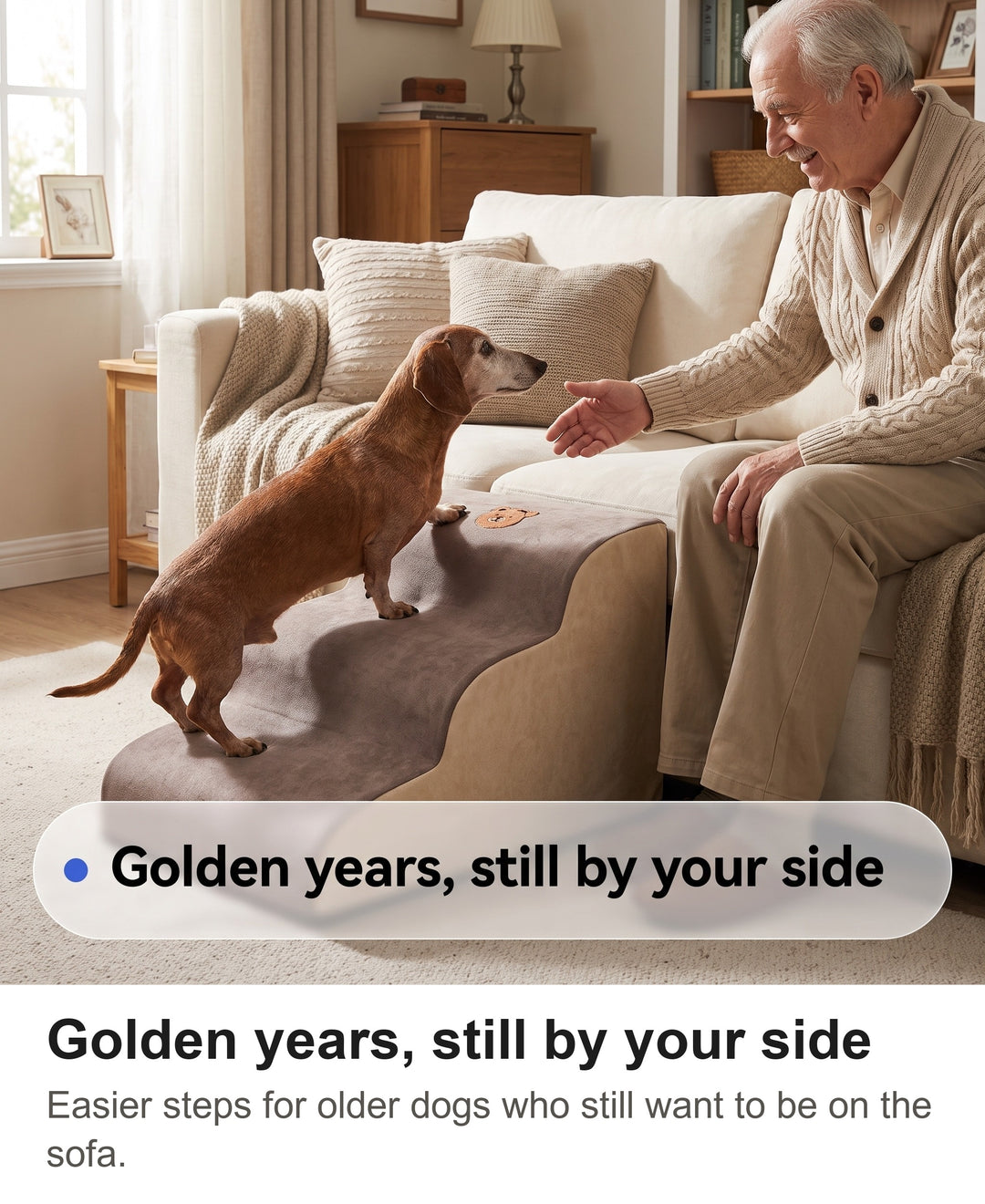 Grey-muzzled dachshund climbing the foam dog steps onto a sofa