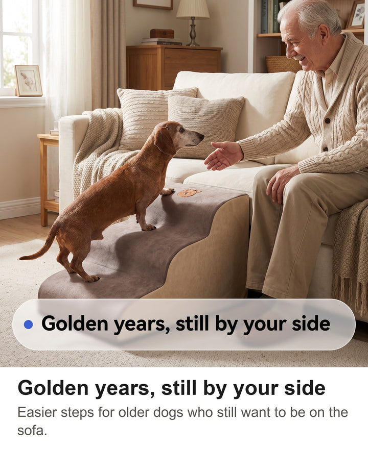 Grey-muzzled dachshund climbing the foam dog steps onto a sofa