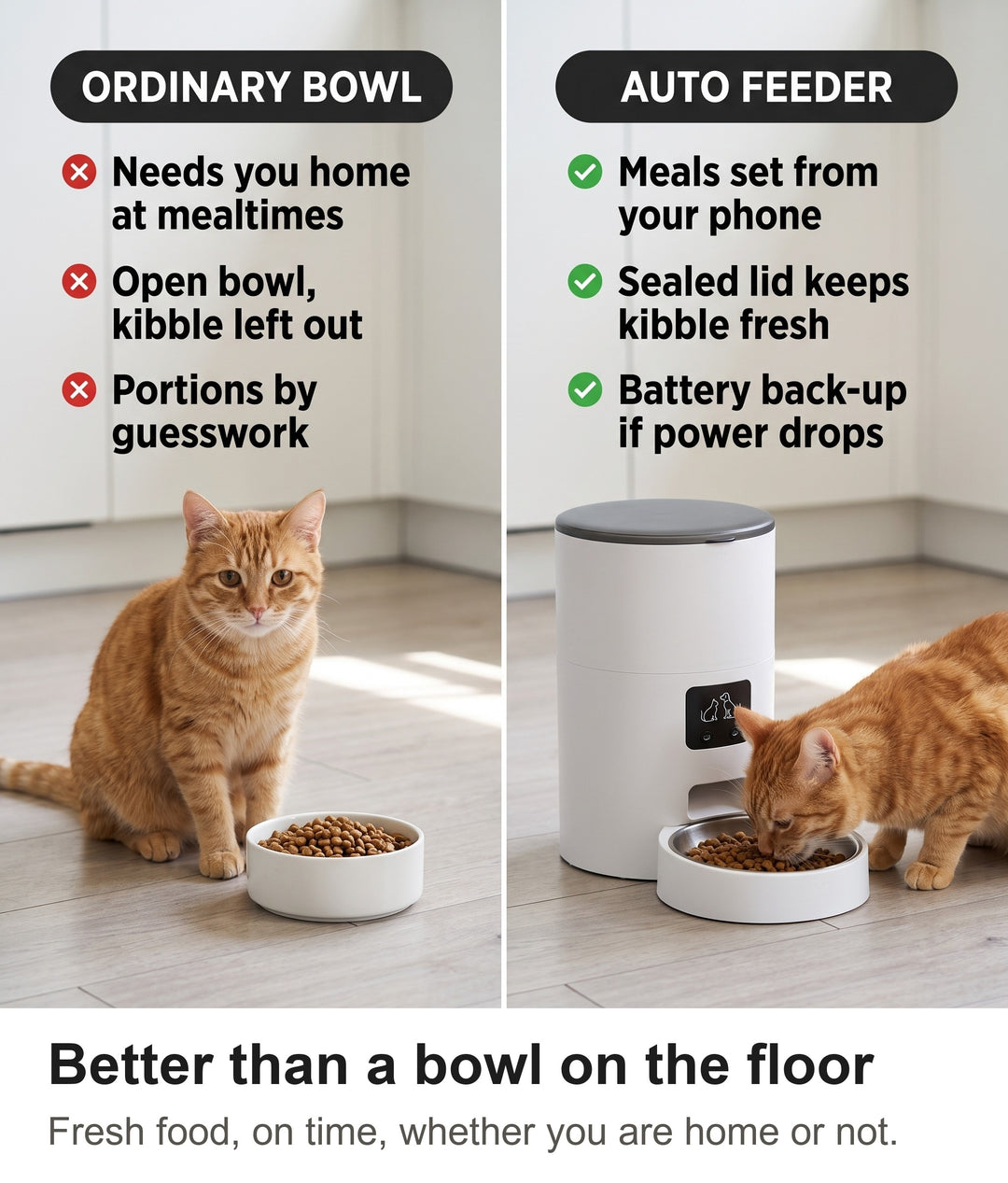 Comparison of an ordinary cat bowl with the automatic cat feeder