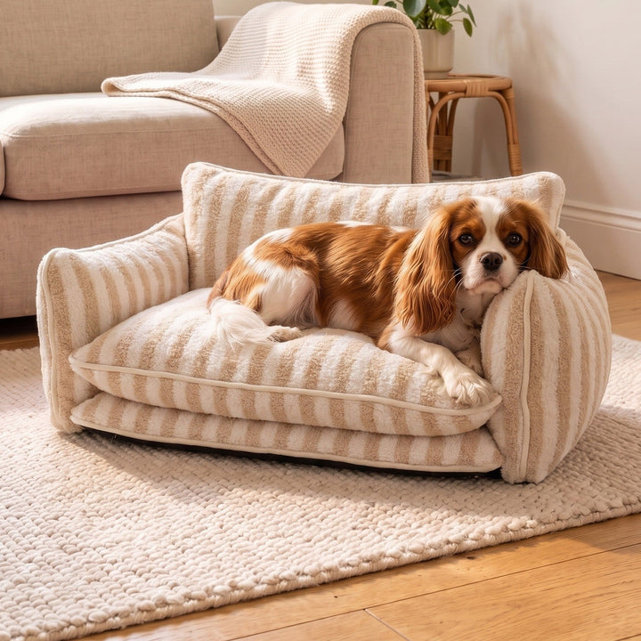 Small Cavalier King Charles spaniel relaxing on the beige striped dog sofa in a cosy UK living room