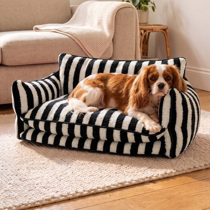 Small Cavalier King Charles spaniel relaxing on the black and white striped dog sofa in a cosy UK living room