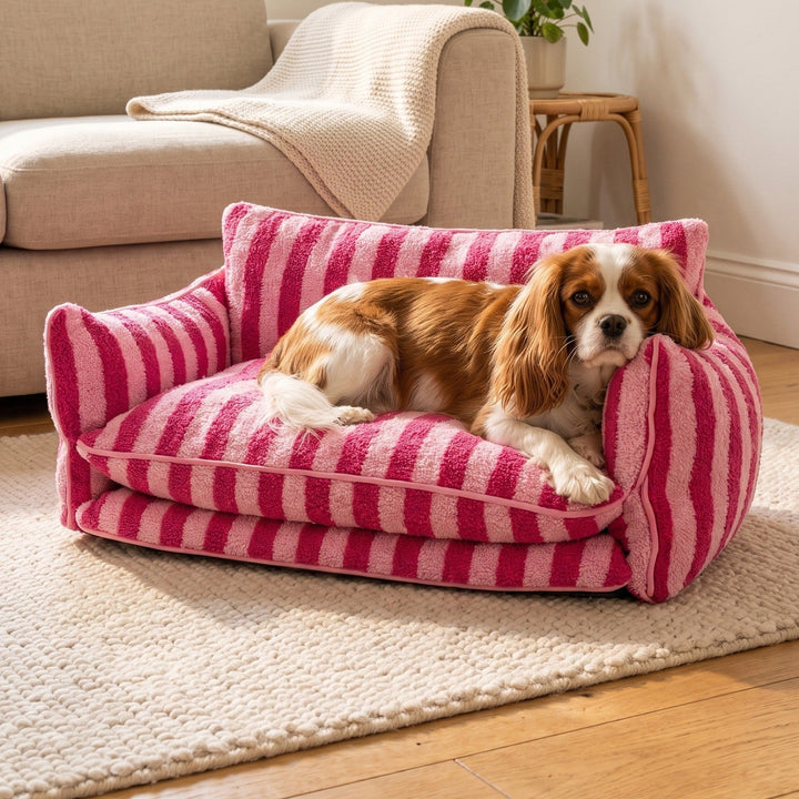 Small Cavalier King Charles spaniel relaxing on the pink striped dog sofa in a cosy UK living room