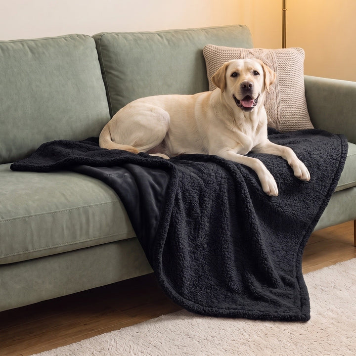 Happy yellow Labrador lying on a black waterproof sherpa dog blanket draped over a sofa in a cosy living room