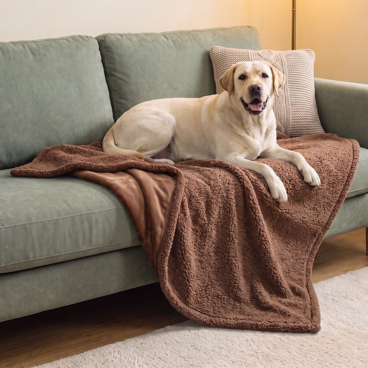 Happy yellow Labrador lying on a coffee brown waterproof sherpa dog blanket draped over a sofa in a cosy living room