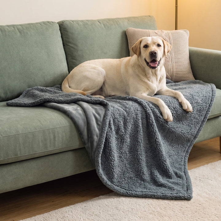 Happy yellow Labrador lying on a grey waterproof sherpa dog blanket draped over a sofa in a cosy living room