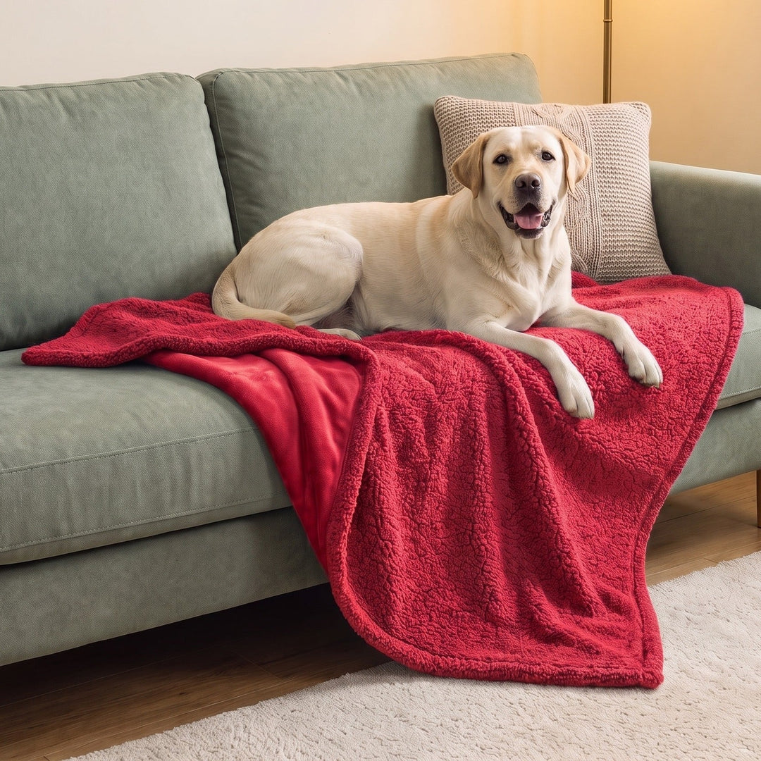 Happy yellow Labrador lying on a red waterproof sherpa dog blanket draped over a sofa in a cosy living room
